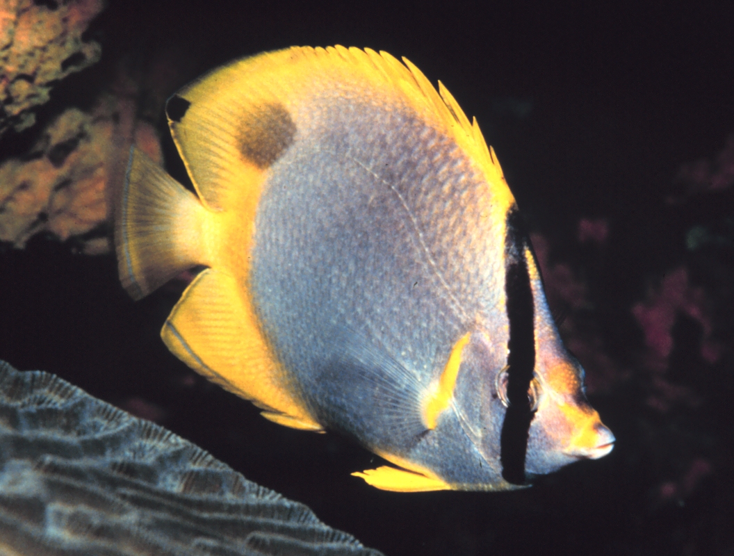 Chaetodon ocellatus